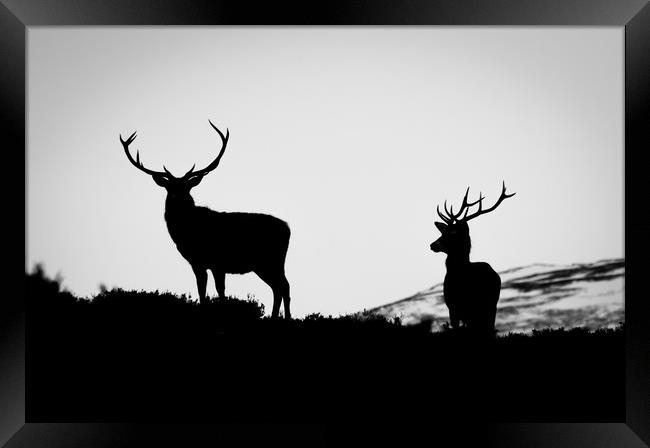 Red Deer Stags Framed Print by Willie Cowie