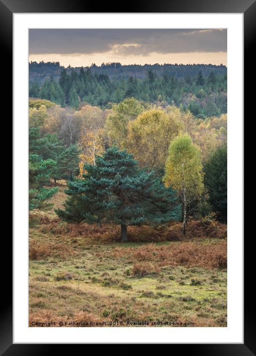 Autumn New Forest National Park, Hampshire, Englan Framed Mounted Print by KB Photo