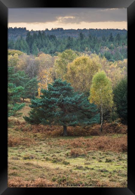 Autumn New Forest National Park, Hampshire, Englan Framed Print by KB Photo