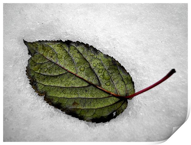 white snow, green leaf Print by Heather Newton