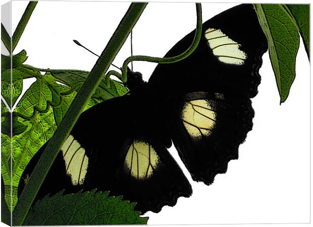 black butterfly Canvas Print by Heather Newton