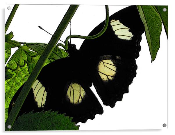 black butterfly Acrylic by Heather Newton