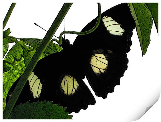 black butterfly Print by Heather Newton