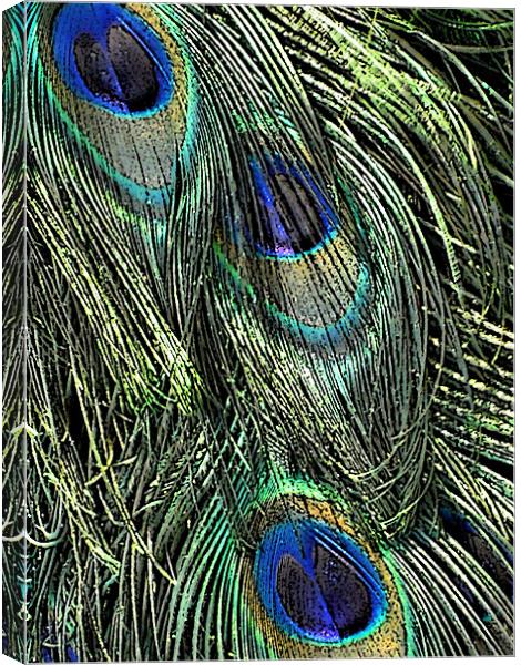 peacock feathers Canvas Print by Heather Newton