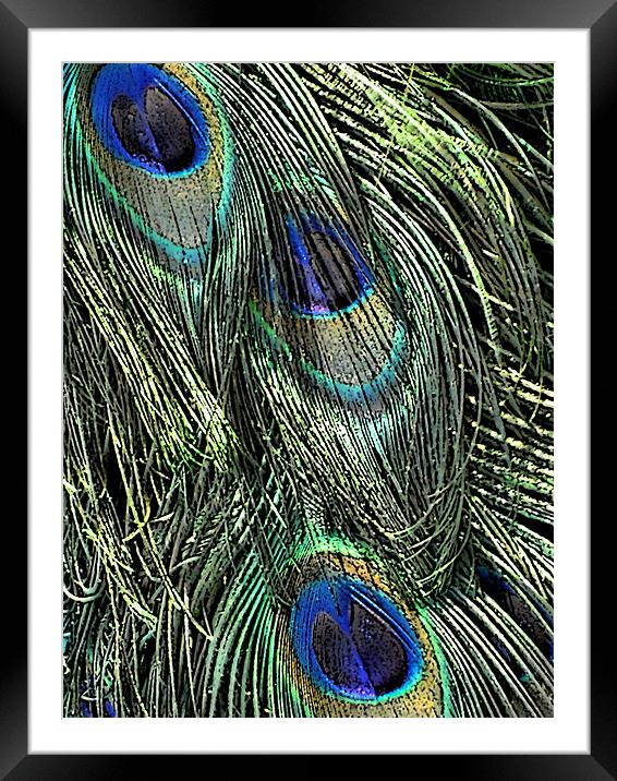 peacock feathers Framed Mounted Print by Heather Newton