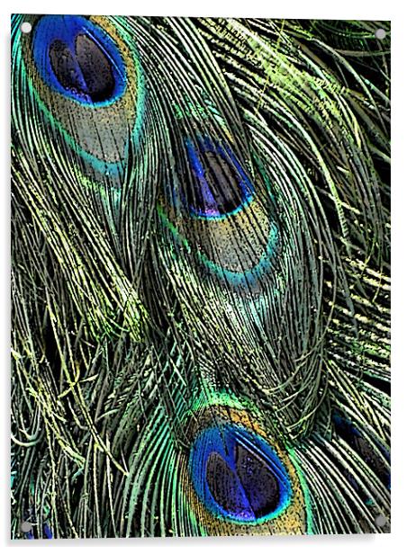 peacock feathers Acrylic by Heather Newton
