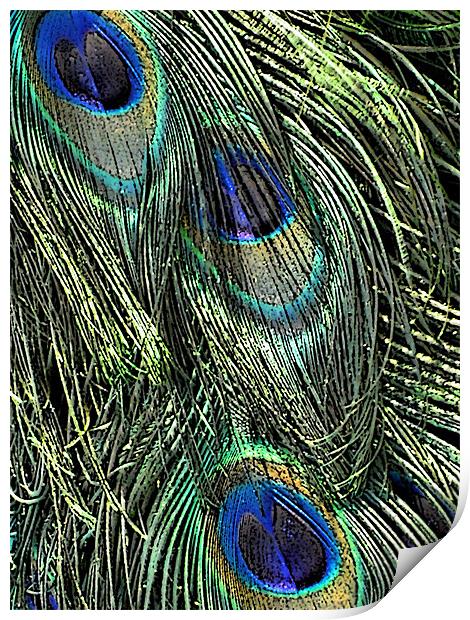 peacock feathers Print by Heather Newton
