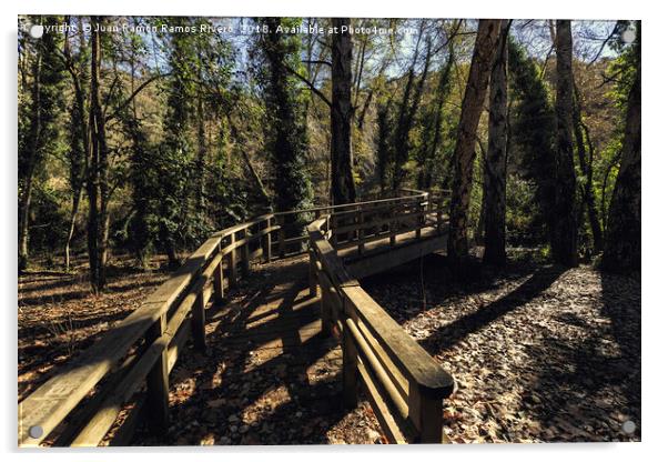 Wooden bridge in the forest Acrylic by Juan Ramón Ramos Rivero