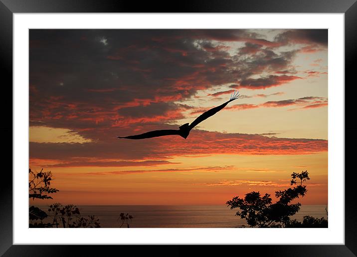 Bird at Sunset Framed Mounted Print by james balzano, jr.