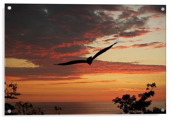 Bird at Sunset Acrylic by james balzano, jr.