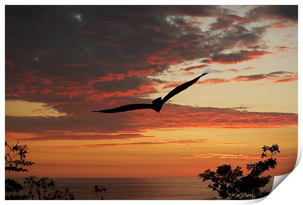 Bird at Sunset Print by james balzano, jr.