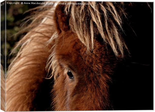 A Tan Shetland Pony Called Mootie Canvas Print by Anne Macdonald