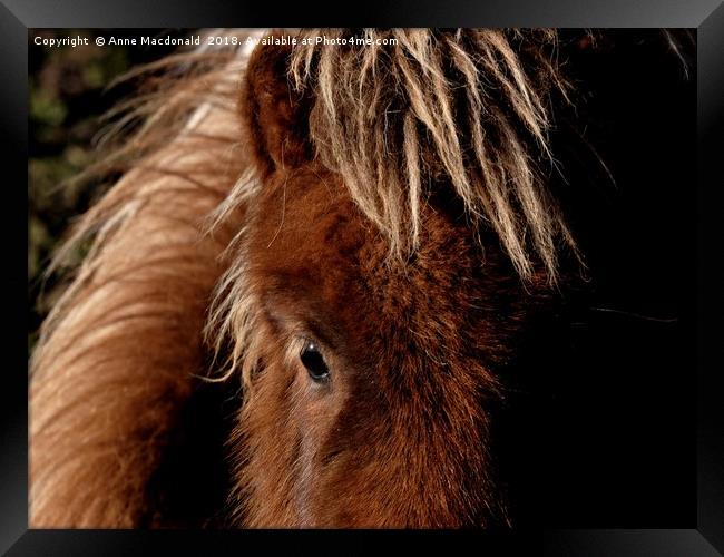 A Tan Shetland Pony Called Mootie Framed Print by Anne Macdonald