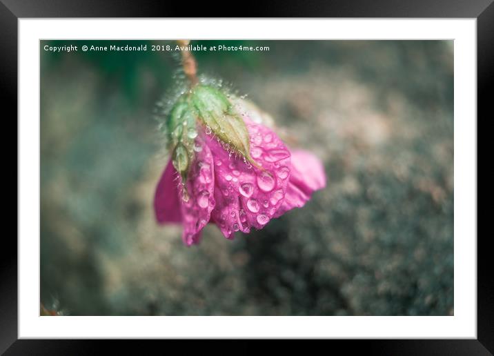 Rose In The Rain Framed Mounted Print by Anne Macdonald