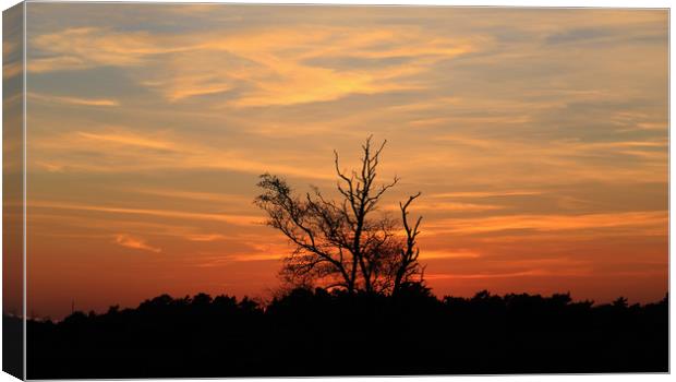 Sunset dusk tree silhouette orange sky Canvas Print by Steve Mantell