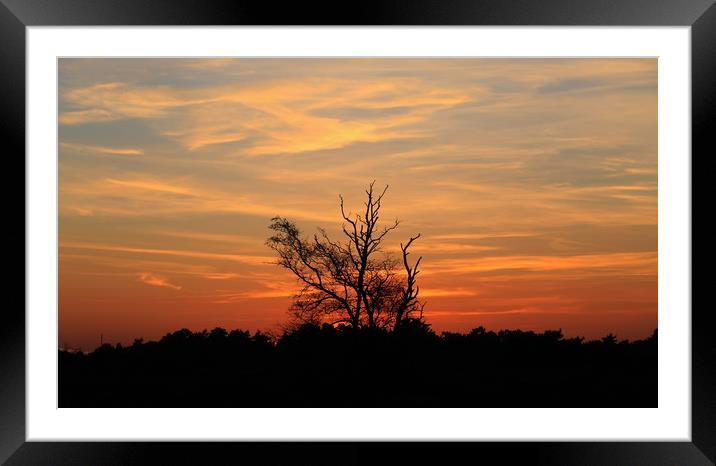 Sunset dusk tree silhouette orange sky Framed Mounted Print by Steve Mantell
