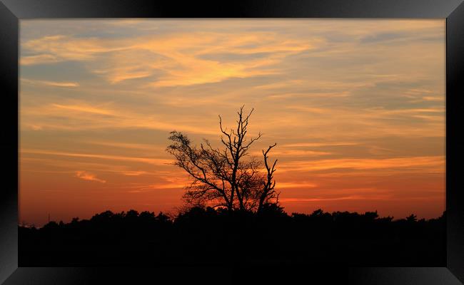 Sunset dusk tree silhouette orange sky Framed Print by Steve Mantell