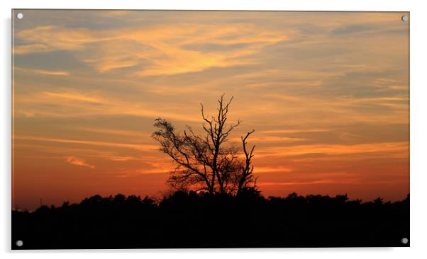 Sunset dusk tree silhouette orange sky Acrylic by Steve Mantell