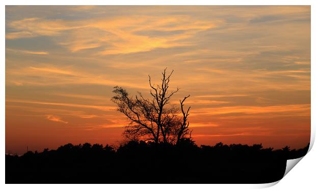 Sunset dusk tree silhouette orange sky Print by Steve Mantell