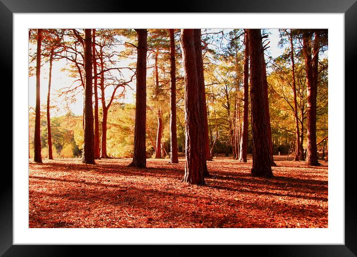 Tree sunset landscape in woodland late autumn Framed Mounted Print by Steve Mantell