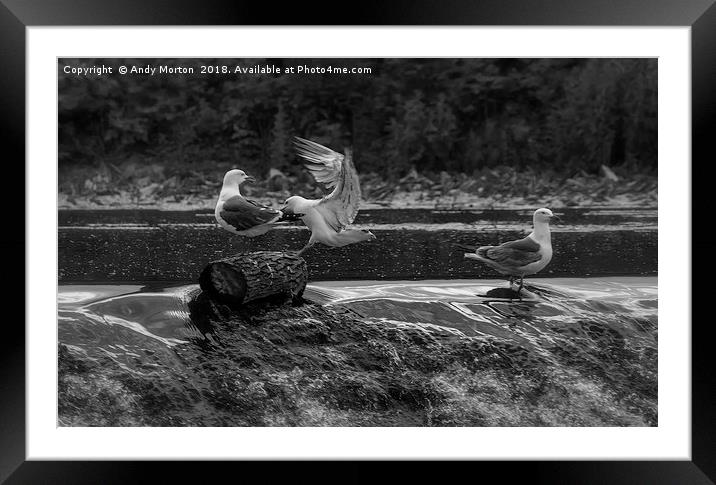 Two Gulls Fighting On The River Soar Framed Mounted Print by Andy Morton