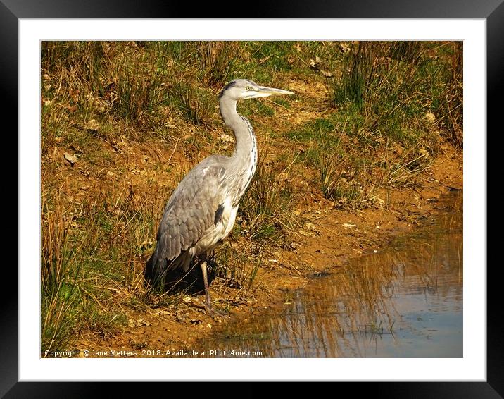           Standing Tall                      Framed Mounted Print by Jane Metters