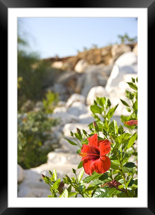 Red Wall Flower Framed Mounted Print by James Lavott