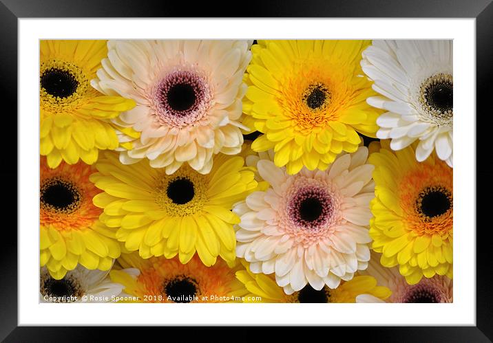 Colourful gerbera daisies  Framed Mounted Print by Rosie Spooner