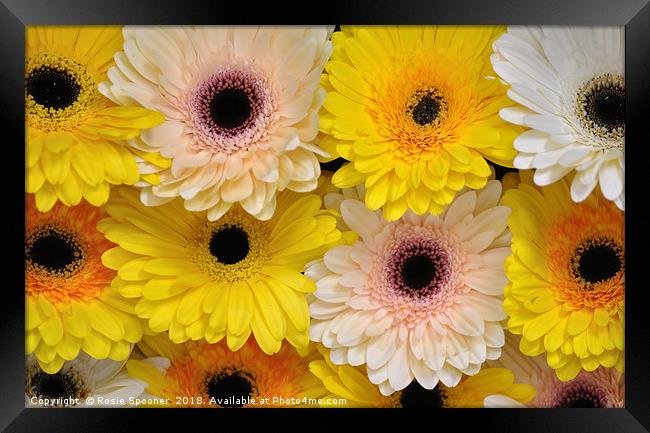 Colourful gerbera daisies  Framed Print by Rosie Spooner