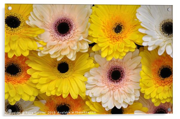 Colourful gerbera daisies  Acrylic by Rosie Spooner