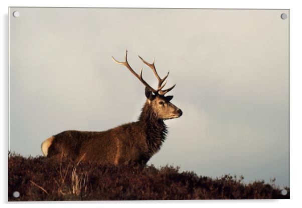 Red Deer Stag  Acrylic by Macrae Images