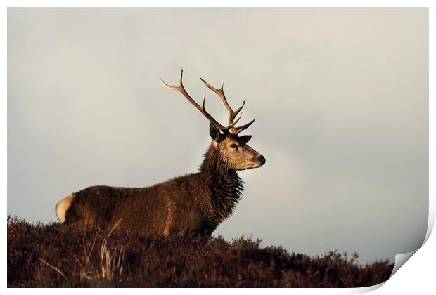 Red Deer Stag  Print by Macrae Images