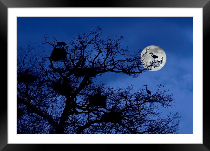Heronry at Full Moon Framed Mounted Print by Arterra 
