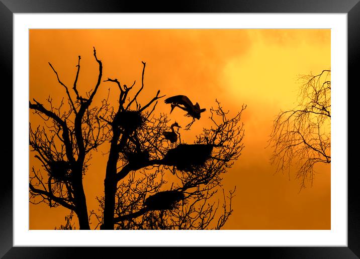 Grey Heron Landing on Nest at Sunset Framed Mounted Print by Arterra 