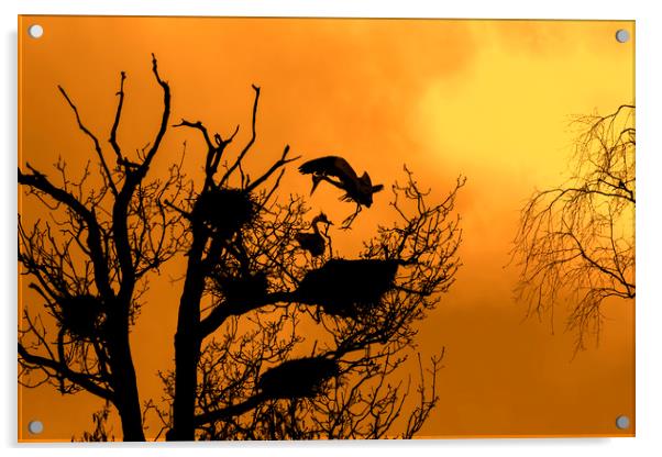 Grey Heron Landing on Nest at Sunset Acrylic by Arterra 