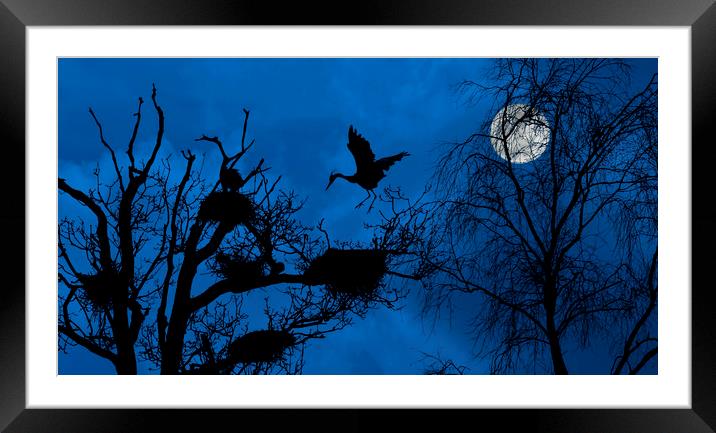 Heron Landing on Nest at Night Framed Mounted Print by Arterra 