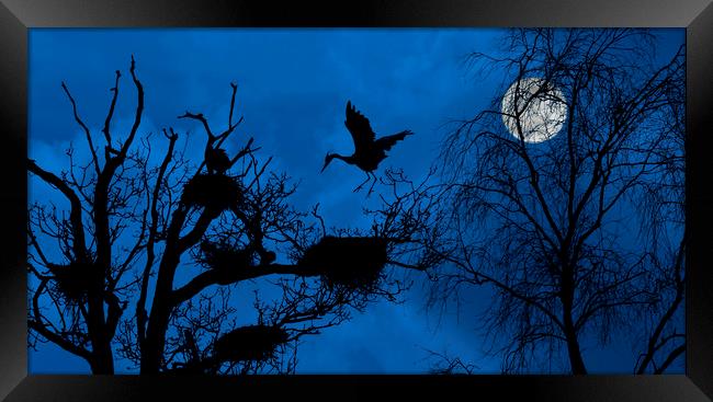 Heron Landing on Nest at Night Framed Print by Arterra 