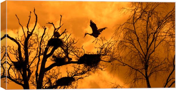 Heron Rookery at Sunset Canvas Print by Arterra 