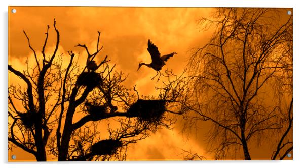 Heron Rookery at Sunset Acrylic by Arterra 