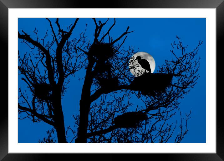 Heron on Nest at Night Framed Mounted Print by Arterra 