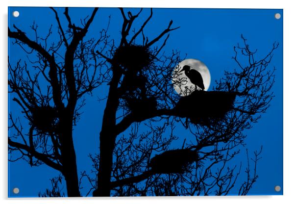 Heron on Nest at Night Acrylic by Arterra 