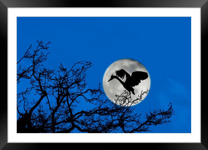 Heron Landing in Tree at Full Moon Framed Mounted Print by Arterra 