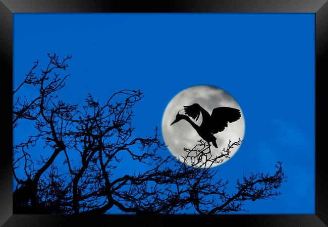 Heron Landing in Tree at Full Moon Framed Print by Arterra 