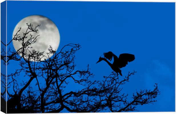 Grey Heron in Tree at Full Moon Canvas Print by Arterra 