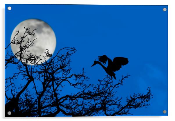 Grey Heron in Tree at Full Moon Acrylic by Arterra 