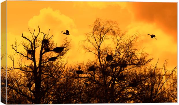 Grey Herons Landing in Tree at Heronry at Sunset Canvas Print by Arterra 