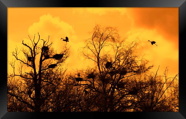 Grey Herons Landing in Tree at Heronry at Sunset Framed Print by Arterra 