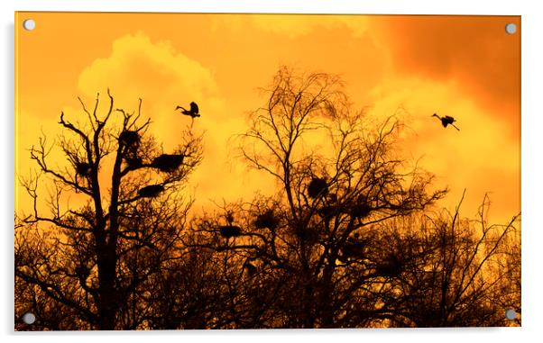 Grey Herons Landing in Tree at Heronry at Sunset Acrylic by Arterra 