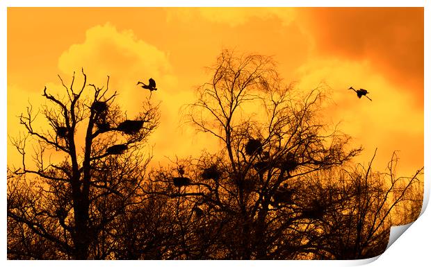 Grey Herons Landing in Tree at Heronry at Sunset Print by Arterra 