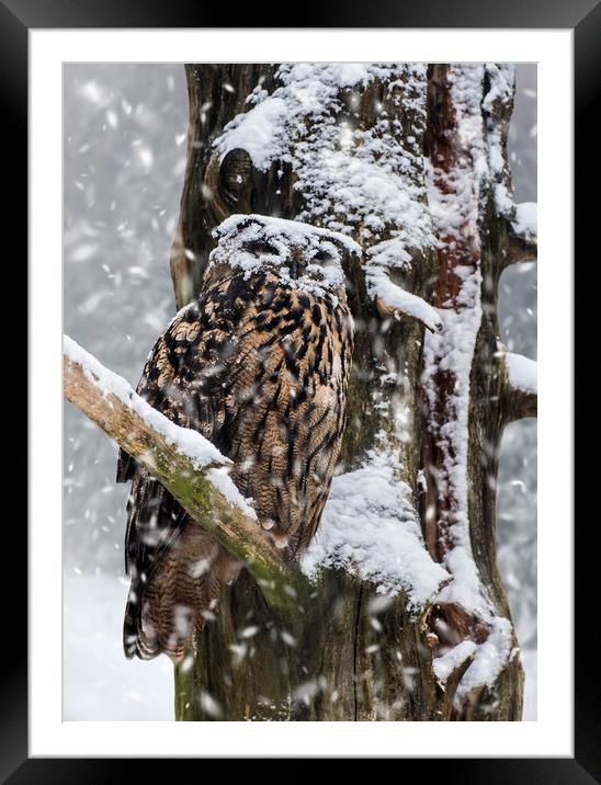 Eagle Owl in Snowstorm Framed Mounted Print by Arterra 